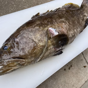 【松島産】天然クエ（5kg）