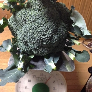 子どもの野菜　自然栽培　ブロッコリーの王様グランドーム７～８個１２０サイズ