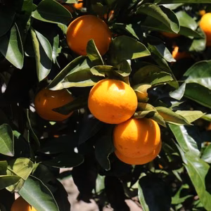 この時期一番人気の完熟ゆら早生です。