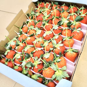 【恋みのり】大きめイチゴ（3L以上）！イチゴで想いを届ける！