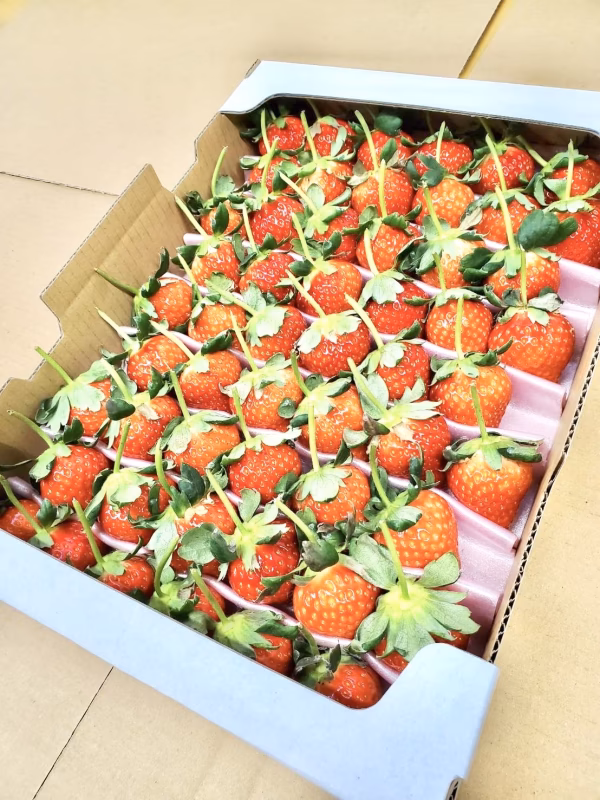 【恋みのり】大きめイチゴ（3L以上）！イチゴで想いを届ける！