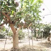 樹齢25年以上の木からなる糖度約17～18度の完熟マンゴー（2玉：0.9～1kg