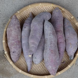 自然栽培のサツマイモ（紅はるか）サイズ150g~350g位