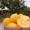 ⭐️希少⭐️樹熟 凛の香レモン 減農薬 使い道色々☆皮まで使えます☆
