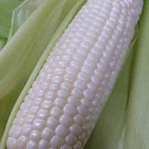 終売【訳あり】この美味しさにハマる！！朝採りホワイトコーン