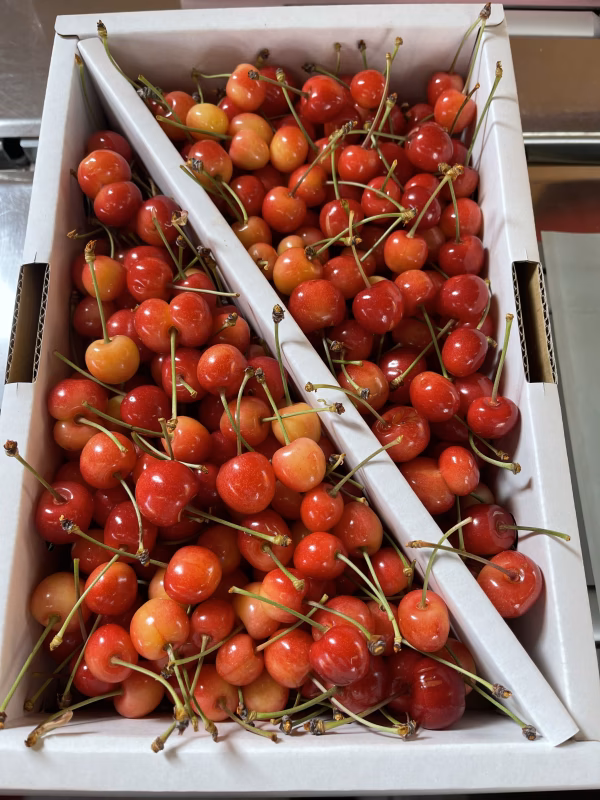 加工推奨C•B級品♪さくらんぼ【佐藤錦M玉中心、傷大玉】バラ詰め1kg以上〜