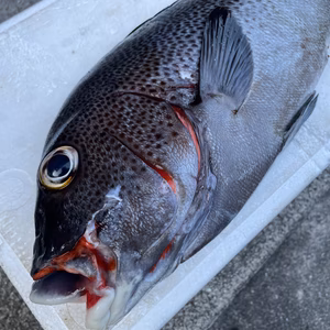 【魚突き】動画あり　アジアコショウダイ2.4kg 鱗、下処理済み