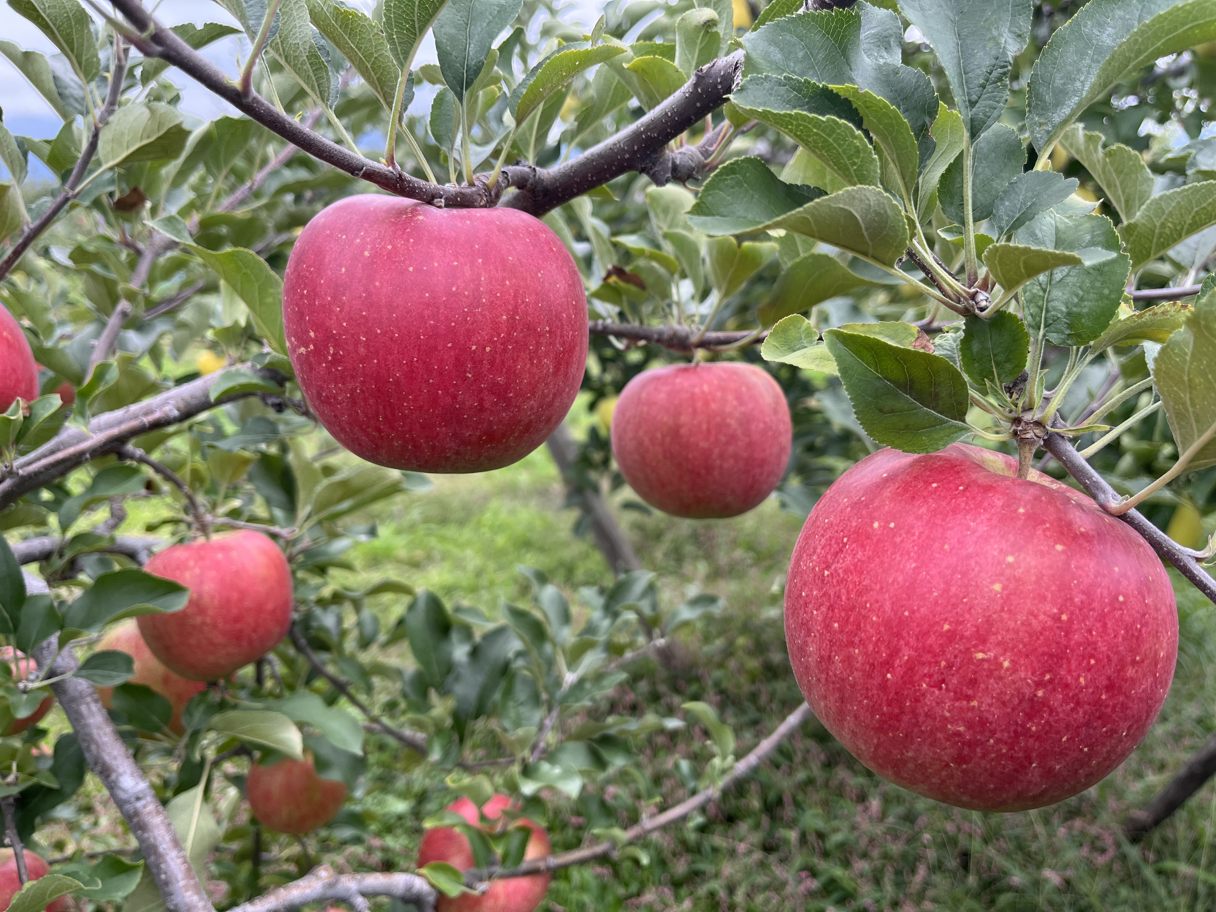 数量限定![家庭用]シャキシャキ! サンふじ 約5kg 信州りんご 家庭用 サンふじ5kg箱