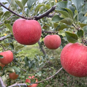 数量限定！【家庭用】シャキシャキ！ サンふじ 約5kg 信州りんご 