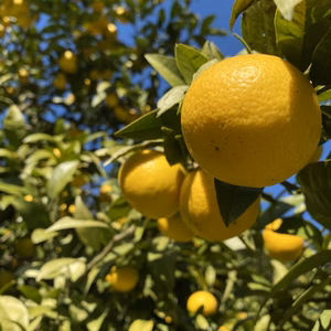 【希少フルーツ】【2025年産】【露地栽培】湘南ゴールド（家庭用）