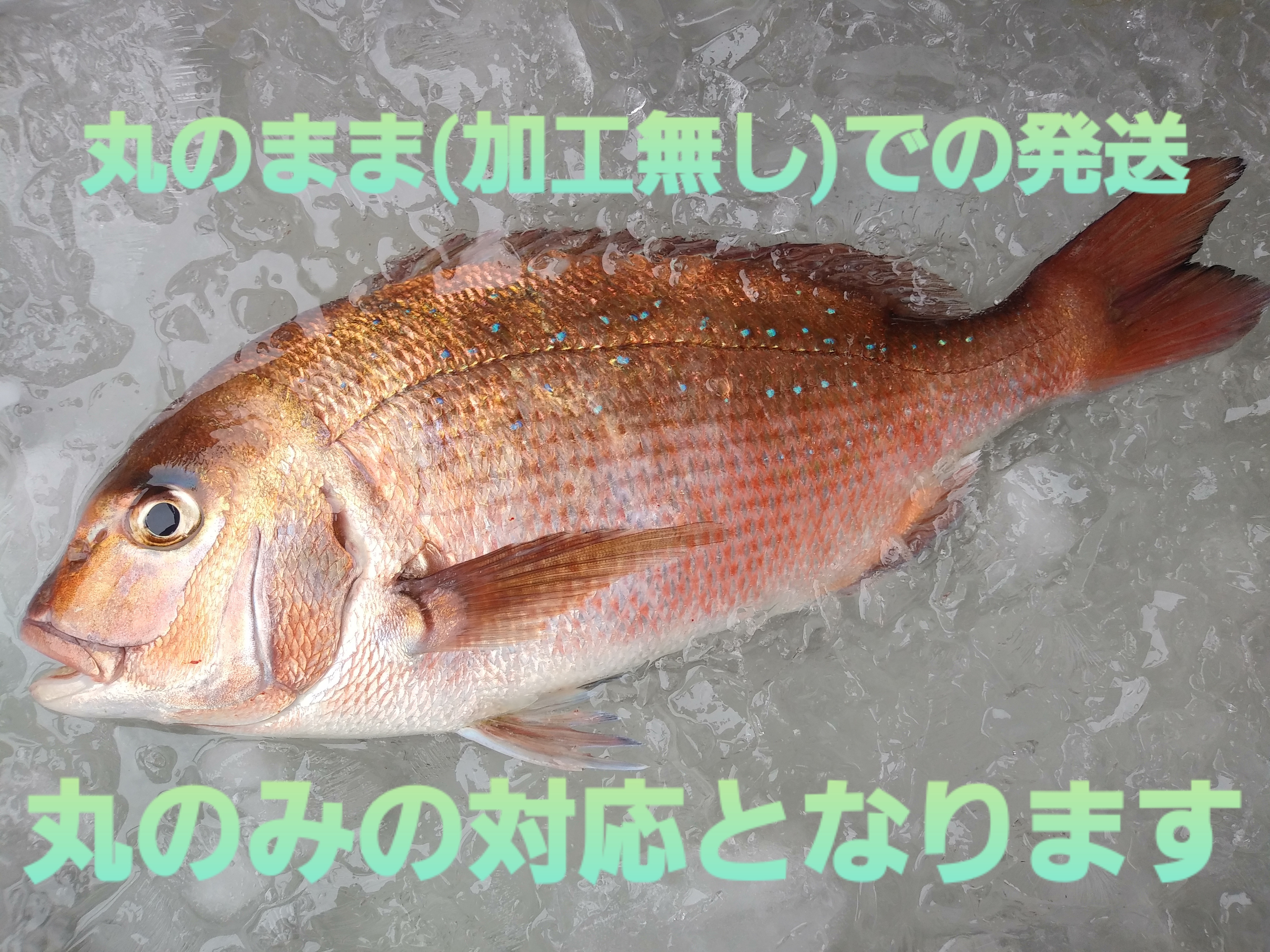 活き〆 丸のまま 日本本土最西端の海で大切に育てた真鯛 農家漁師から産地直送の通販 ポケットマルシェ