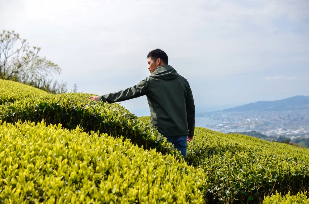 普段飲み茶に最適！煎茶「和」ティーバッグ1袋×10個入り