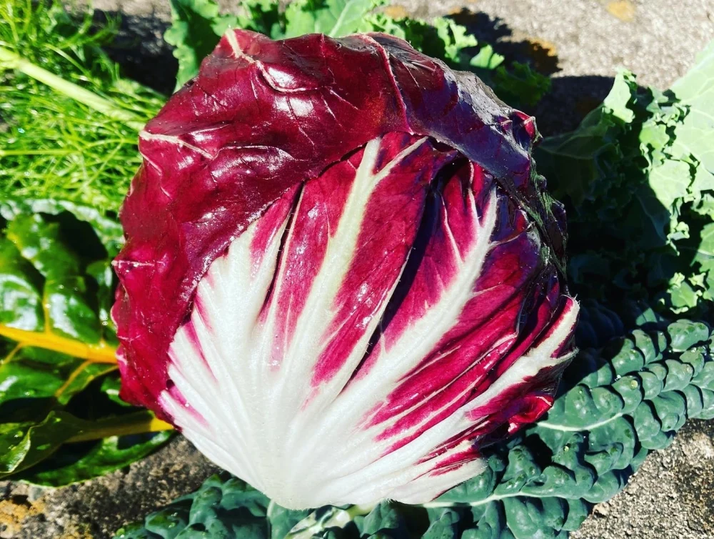 珍しいヨーロッパ野菜と旬の野菜のセット（11月後半）