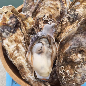 今夜はカキフライ！三陸直送！牡蠣剥き身加熱用1㎏