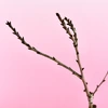 苔玉　旭山桜
