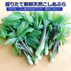 採れたて山菜「天然こしあぶら」天ぷら、混ぜごはん等で《予約受付》