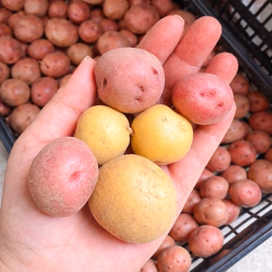 【ころころ可愛い】農薬・化成肥料不使用⭐︎新じゃがミニサイズの食べ比べセット