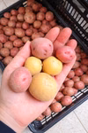 【ころころ可愛い】農薬・化成肥料不使用⭐︎新じゃがミニサイズの食べ比べセット