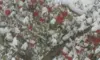 糖度１3%以上保証蜜入り雪完熟家庭用サンふじ１６個～１８個入り約5kg