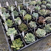 オハナ屋農園多肉植物　おまかせ40個セット（30品種以上）