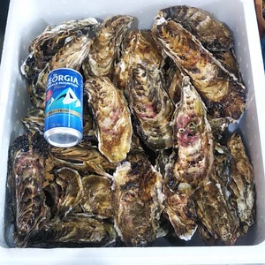 「旬」到来！　食べ放題向け　バラ牡蠣　生食用 ７ｋｇ45個くらい