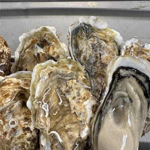 ⭐︎厚岸の味⭐︎冬の殻付き牡蠣⭐︎Lサイズ