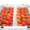 【1月発送、予約商品！】じっくりと成熟した冬イチゴ2品種食べ比べセット