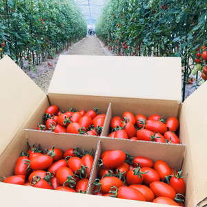 高糖度！もぎたて完熟アイコトマト【3kg】