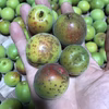 6/16収穫　青梅　自然農 農薬消毒化学肥料不使用  自然栽培 #無農薬