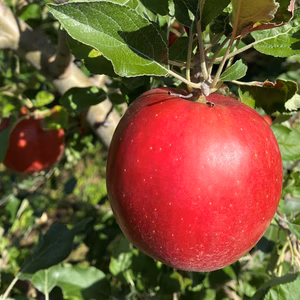 収穫後すぐ発送❗紅玉　元祖クッキングアップル！小玉サイズ