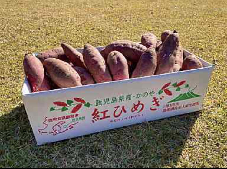 4日発送予定 茨城県産 さつまいも 熟成紅はるか 3kg 2Sサイズ - 野菜