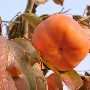 ②11月【樹齢90年古木「次郎柿」】【ご家庭用】みえの安心食材認定甘柿　