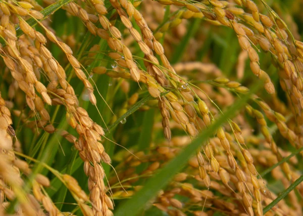山形置賜飯豊【つや姫】令和２年秋収穫　10年連続特A　特別栽培米　飯
