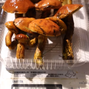 北海道ニセコ産◆絶品◆落葉きのこ(ハナイグチ)