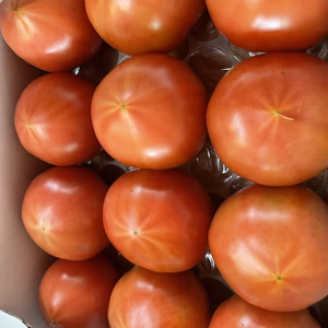 ずっしり！旨い！完熟もぎたて桃太郎トマト♡食べたらトリコ