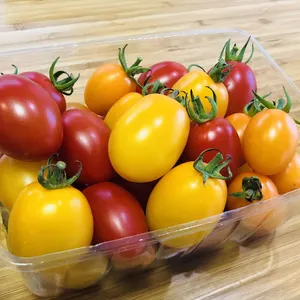 完熟ミニトマト 1.2kg 食べ比べセット「アイコMIX」「シシリアンルージュ」
