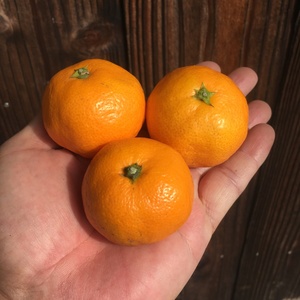 残りわずか、極小3S ゆら早生みかん 3kg
