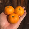 3S〜Sサイズ混合、小さなゆら早生みかん 