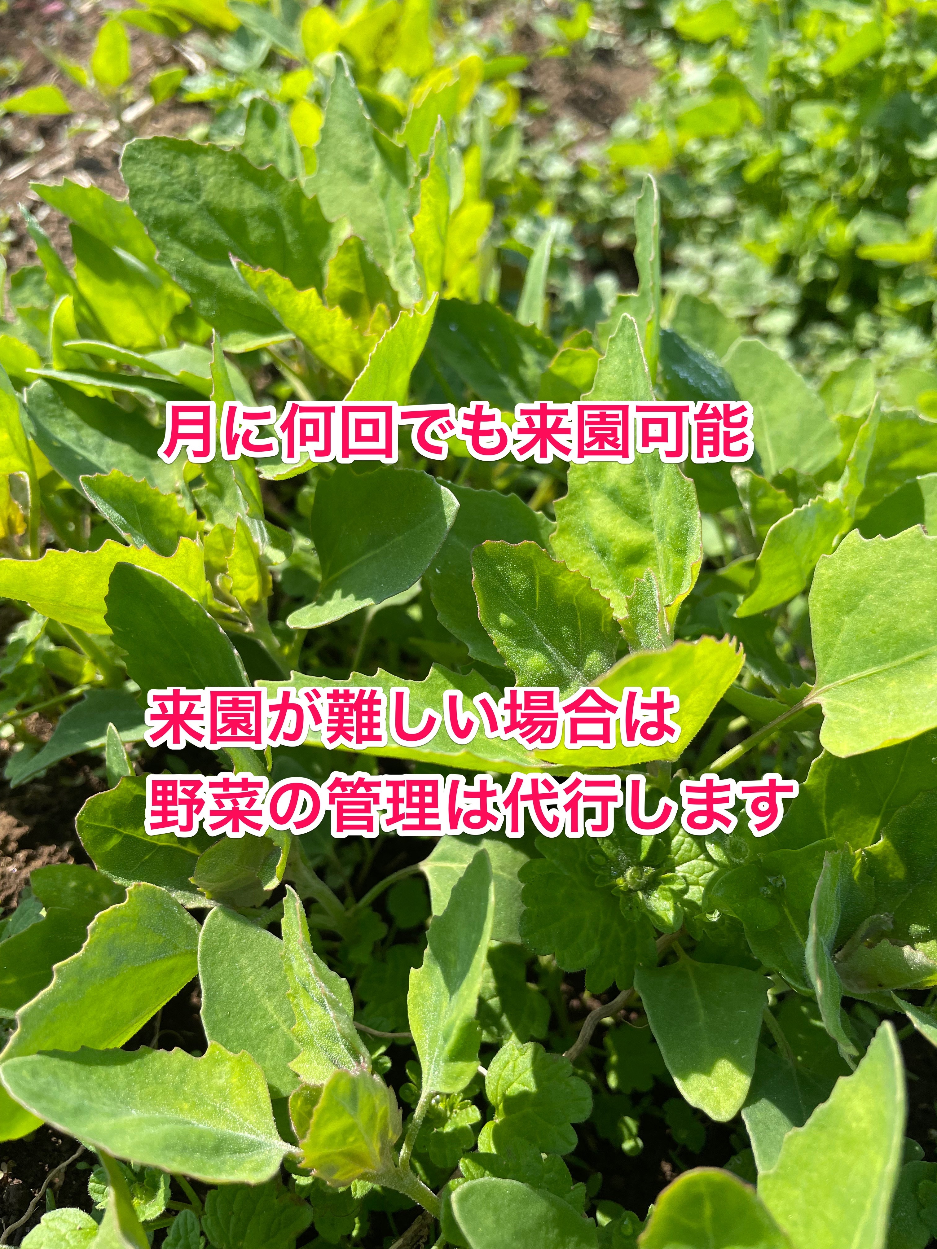 【SALE／57%OFF】 食用菊　花びら　１,５kg  常温発送