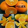 限定10箱！【レア✖レア✖レア】 3種類セット 春柑橘詰め合わせ