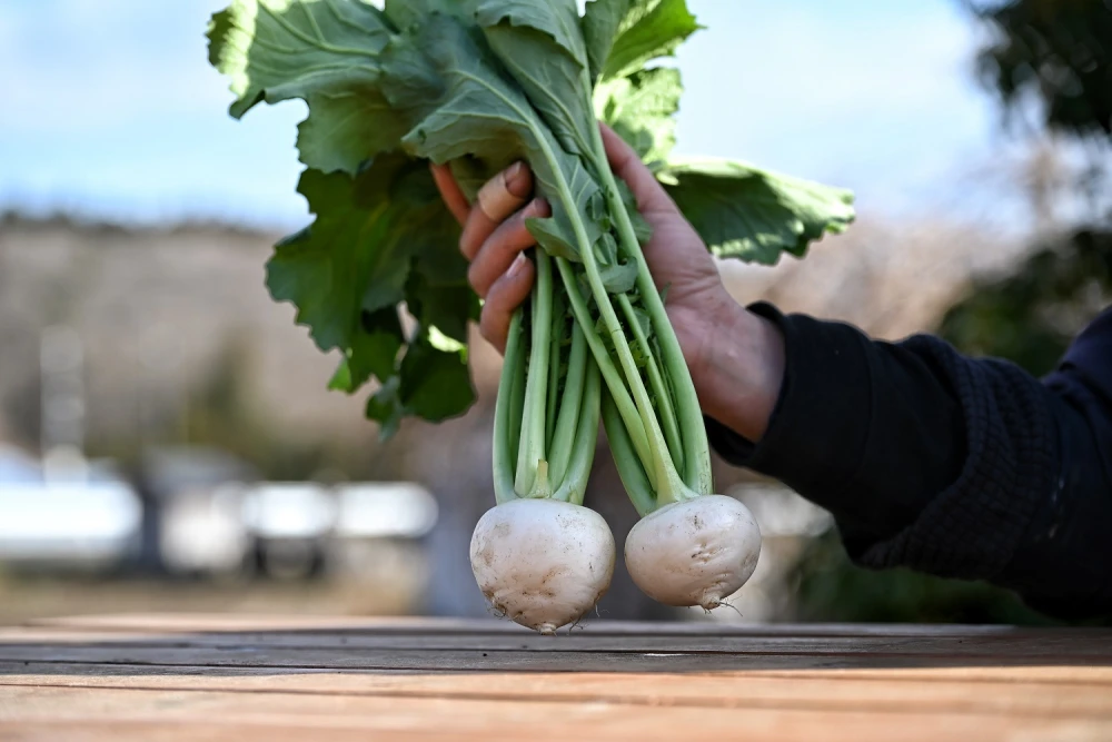 有機JAS認証 無農薬野菜セット ８品 80サイズ満杯 野菜