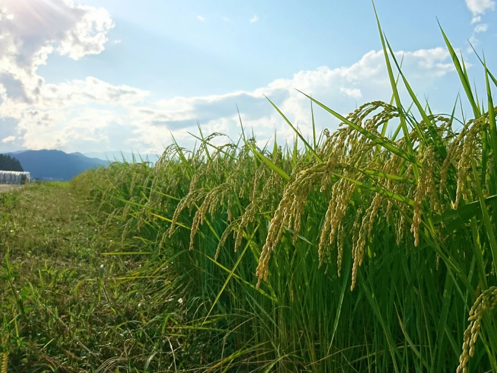 【新米・玄米・】特別栽培米コシヒカリ•有機肥料100％・連続特別優秀賞！『頂』