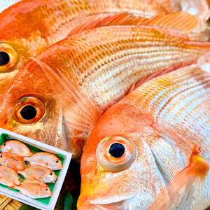 【唐揚げ・南蛮漬けに】小さめのレンコダイ｜宮崎県産・漁師直送