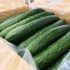 【まとめ買い】苦味のない甘いきゅうり4.5kg／日時指定OK