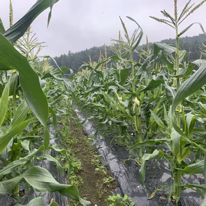 スイーツ並みの甘さ！茎付き白いとうもろこし１０本『ホワイトショコラ』！