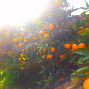 薄皮濃い濃いみかん Lサイズ