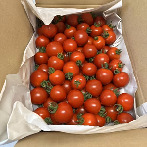 お試し価格！旨みたっぷり！ほれまるミニトマト　1.5kg