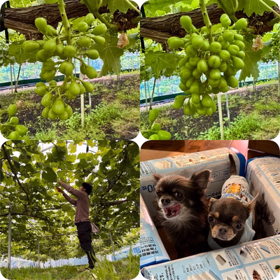 みんなの投稿の画像