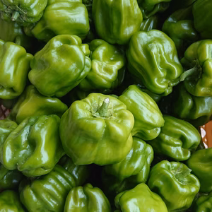 信州伝統野菜 「ぼたんこしょう」 （化学肥料・農薬不使用）