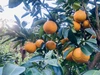 【果汁たっぷり幻の柑橘】完熟柚香“ゆこう”　加工用（傷等あり）　有機JAS
